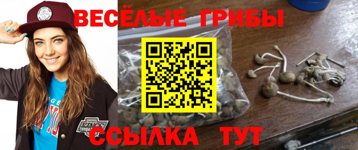 Псилоцибиновые грибы Psilocybine cubensis Нововоронеж